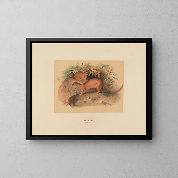 L'Eyra - Joseph Wolf — quadro incorniciato alla parete