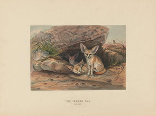 Der Fennek - Joseph Wolf — Ansicht des Kunstwerks