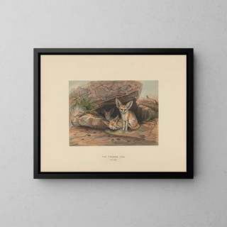 Der Fennek - Joseph Wolf — gerahmtes Bild an der Wand