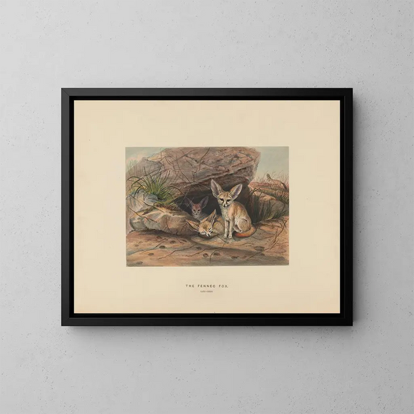 Il fennec - Joseph Wolf — quadro incorniciato alla parete