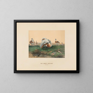 Joseph Wolf - The Great Bustard.webp