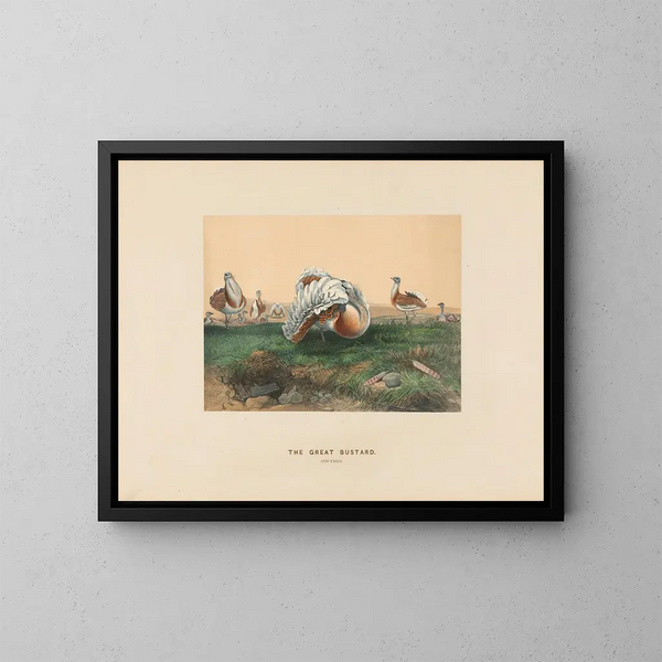 Le Grand Outarde - Joseph Wolf — quadro incorniciato alla parete