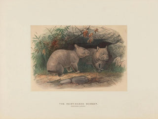 Der behaarte Wombat - Joseph Wolf — Ansicht des Kunstwerks