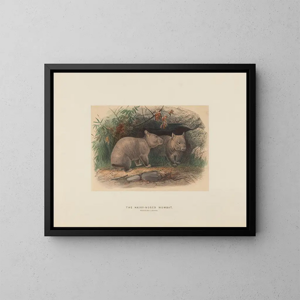 Le wombat à nez poilu - Joseph Wolf — quadro incorniciato alla parete