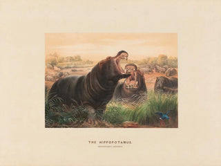 Joseph Wolf - The Hippopotamus.webp