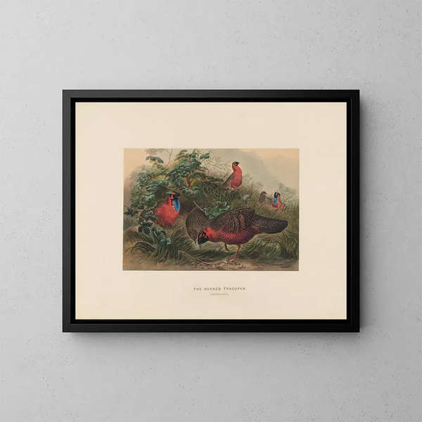 Le Tragopan cornu - Joseph Wolf — quadro incorniciato alla parete