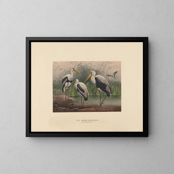 L'ibis des marais indien - Joseph Wolf — quadro incorniciato alla parete
