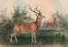 The Japanese Deer - Joseph Wolf — artwork view