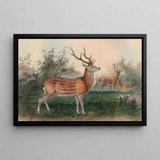 Joseph Wolf - The Japanese Deer.webp