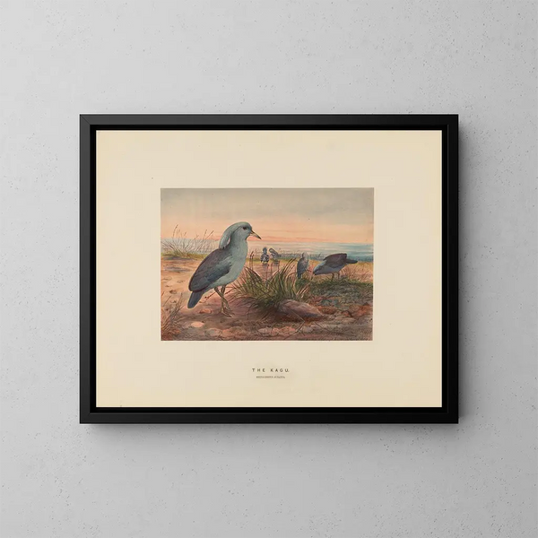 Le Kagu - Joseph Wolf — quadro incorniciato alla parete