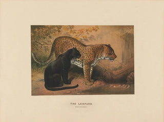 Joseph Wolf - The Leopard.webp