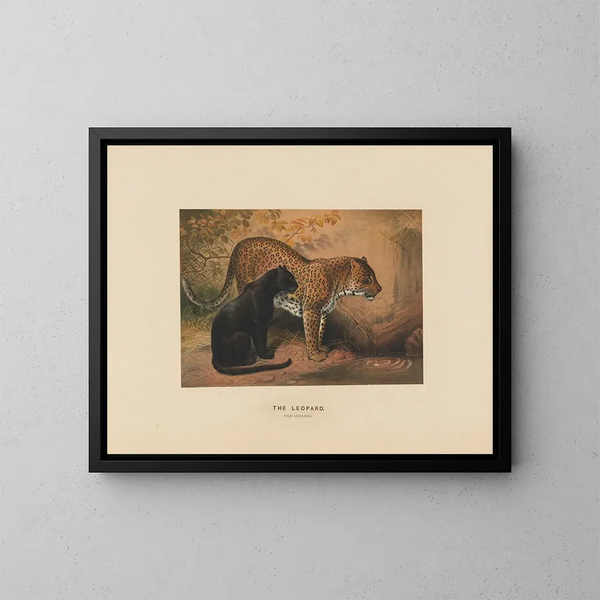 Der Leopard - Joseph Wolf — gerahmtes Bild an der Wand