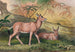 Le Leucoryx - Joseph Wolf — artwork view