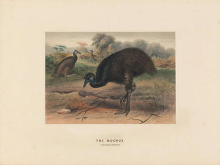 Joseph Wolf - The Mooruk.webp
