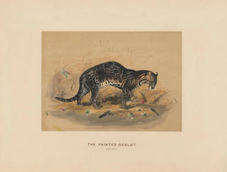 Joseph Wolf - The Painted Ocelot.webp