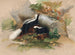 La Moufette de Patagonie - Joseph Wolf — artwork view