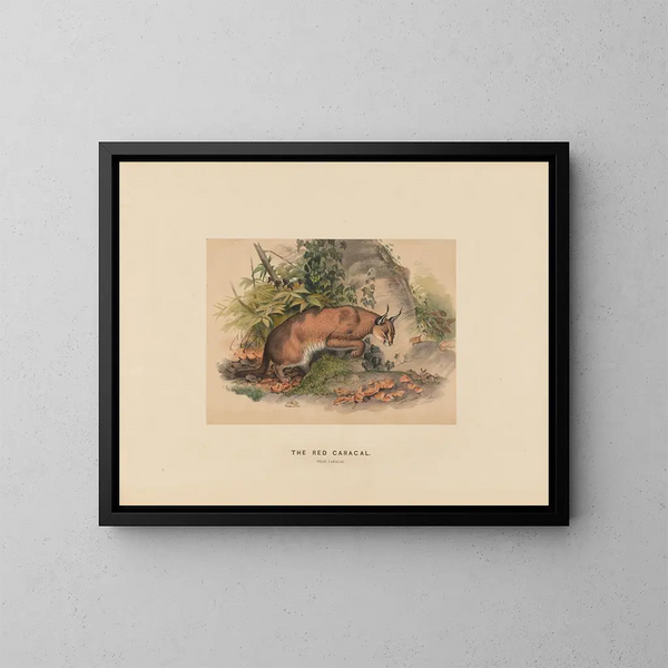 Der rote Karakal - Joseph Wolf — gerahmtes Bild an der Wand