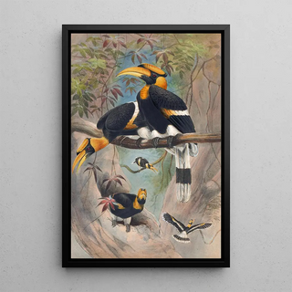 Joseph Wolf - The Rhinoceros Hornbill.webp
