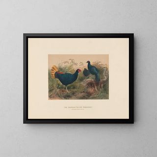 Joseph Wolf - The Rufoustailed Pheasant.webp