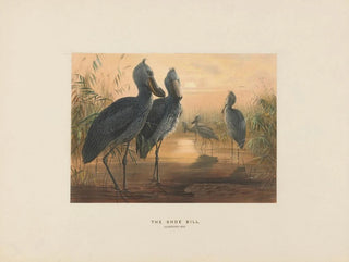 Joseph Wolf - The ShoeBill.webp