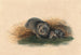 The Tasmanian Wombat - Joseph Wolf — artwork view