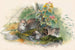 Der Katze Wagati - Joseph Wolf — Ansicht des Kunstwerks
