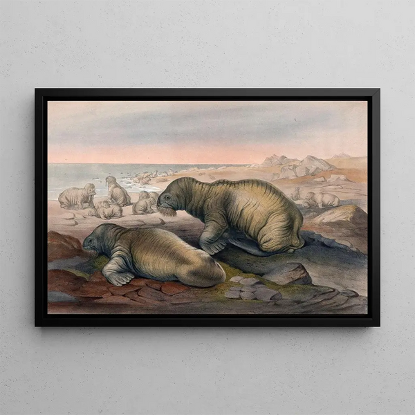 Joseph Wolf - The Walrus.webp