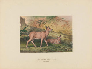 Joseph Wolf - The Young Leucoryx.webp