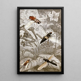 Jules Rothschild - Dipteres Pl XXI.webp