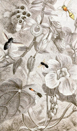 Jules Rothschild - Hymenopteres Pl X.webp