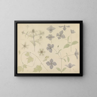Julie de Graag - Studieblad met Zeedistel Hop en Clematis.webp