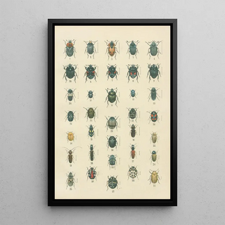 Karl Neunzig - The beetles of Europe Pl06.webp