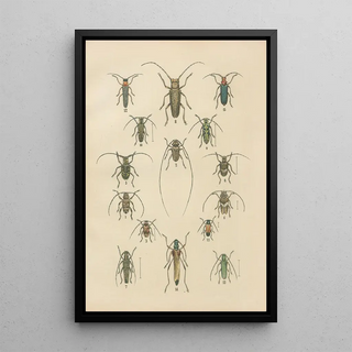 Karl Neunzig - The beetles of Europe Pl17.webp