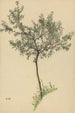 Sans titre arbre fruitier - Karl Wiener — vista dell’opera