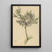 Sans titre arbre fruitier - Karl Wiener — quadro incorniciato alla parete