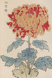 Keika hyakugiku Pl05 - Keika Hasegawa — artwork view