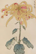Keika hyakugiku Pl11 - Keika Hasegawa — artwork view