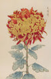 Keika hyakugiku Pl12 - Keika Hasegawa — artwork view