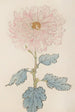 Keika hyakugiku Pl14 - Keika Hasegawa — artwork view