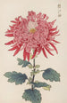 Keika hyakugiku Pl24 - Keika Hasegawa — artwork view