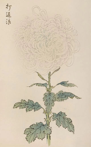 Keika Hasegawa - Keika hyakugiku Pl29.webp