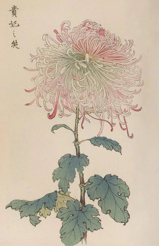 Keika Hasegawa - Keika hyakugiku Pl36.webp