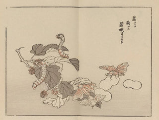 Kno Bairei - Bairei gafu Pl62.webp