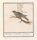 Koekoek Cuculus canorus Koekuijl Cuculus Coucou - Anselmus Botius de Boodt — artwork view