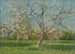 Studio di alberi in fiore in un frutteto - Ladislav Mednyánszky — vista dell’opera
