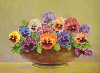 Lafayette F Cargill - Pansy.webp