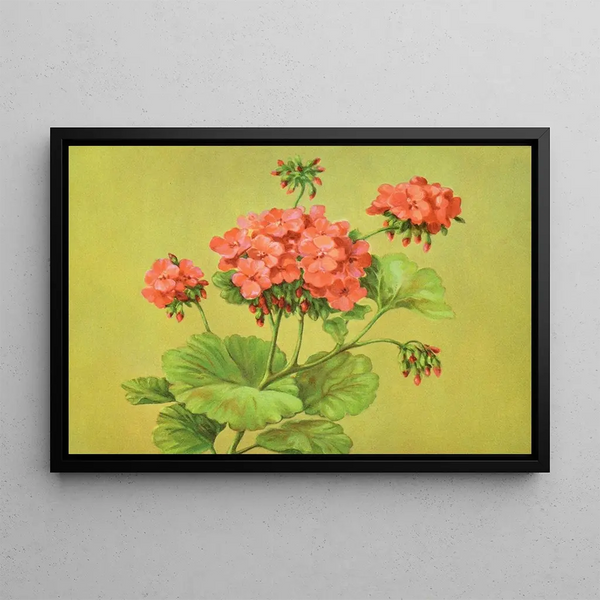 Lafayette F Cargill - Scarlet Geranium.webp