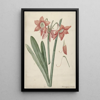 Laurens Jacobsz van der Vinne - Amaryllis Haworthia Margaritiferas.webp