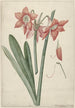 Amaryllis Haworthia Margaritiferas - Laurens Jacobsz van der Vinne — vista dell’opera