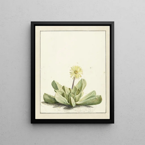 Laurens Vincentsz van der Vinne - Bloeiende Mesembryanthemum.webp